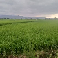 زمین کشاورزی،بیجار،مزروعی