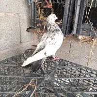 کبوتر سرور