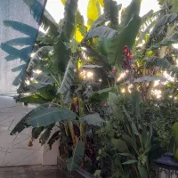 درخت موز پایه بلند