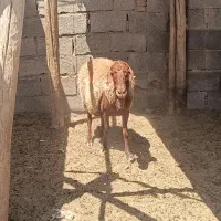 میش آبستن