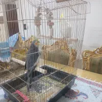 یک جفت عروس هلندی