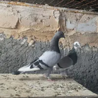 کفتر پرشی