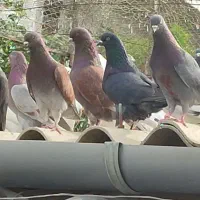 فروش کبوتر پرشی