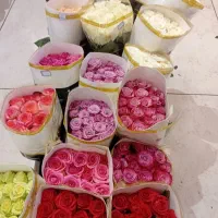 گل رزطبیعی