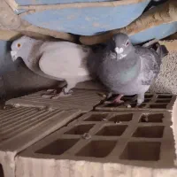 کفتر