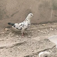 کبوتر ماده تهرانی