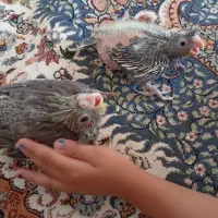 عروس هلندی