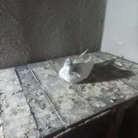 کفتر کله دارکاکلی