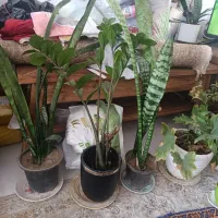 گل و‌گیاه طبیعی با گلدان سرامیکی
