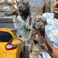 کن کورسو کرسو بلو و بلو تن مولدین وارداتی