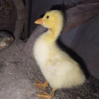 جوجه قوغاز خالماگوری