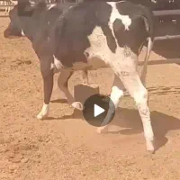 نوبر