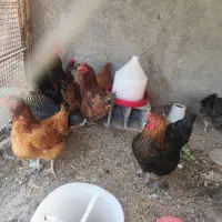 مرغ تخم گذار