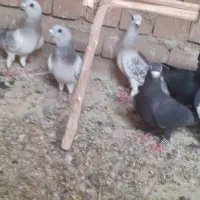 کفتر نر|پرنده|یزدان شهر, |دیوار