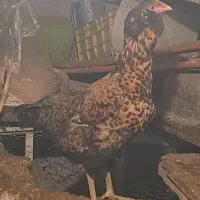 چندتا دورگ ریشو سالم و سرحال