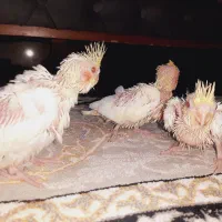 عروس هلندی