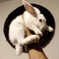 بچه خرگوش