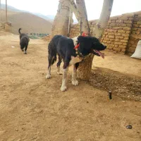 تول لاس 8ماهه