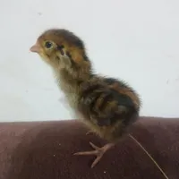 جوجه بلدرچین چهار روزه