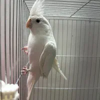 عروس هلندی