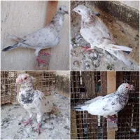 کوهی دورگ،کوهی خطی