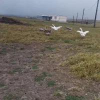 سه عدد قوغاز اکراینی ماده