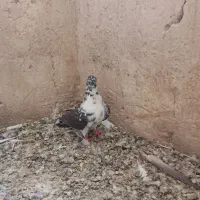 30 تا کبوتر پرشی یکجا دانه ای 250 تکی هم میفروشم