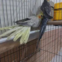 فروش عروس هلندی