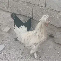 مرغ و خروس هلندی