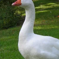 غاز فروشی