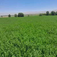 پرس ینجه