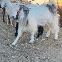 گوسفند قصابی