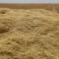 کاه