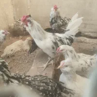 مرغ و خروس گلین