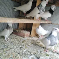 طوقی الماسی