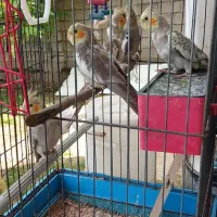 عروس هلندی