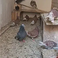 ویرایش