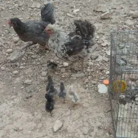 مرغ لری کرچ گلین اصل با جوجه