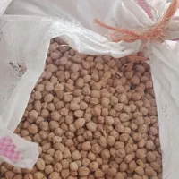 نخود