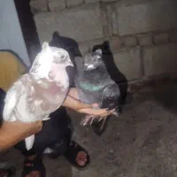 کبوتر