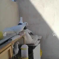 گراف