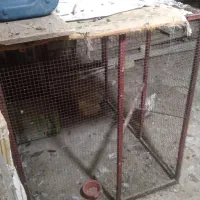 قفس مرغ