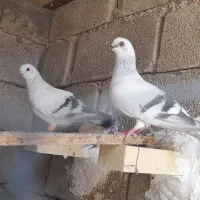 جفت موشی قدیمی
