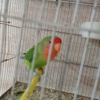 طوطی برزیلی هلویی مولد