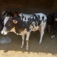 دو عدد گوساله نر خارجی فحل