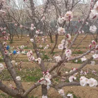 فروش باغ
