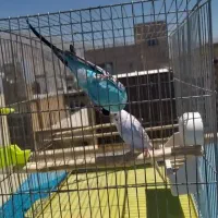 پرنده|پرنده|کرمانشاه, |دیوار