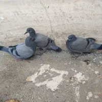 کفتر جوجه