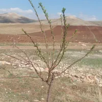 باغ1650متری