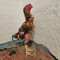 خروس لاری   ۴ دانگ نسل دار
